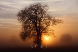Sonnenuntergang im Nebel - 2016 (c) Günther Strauß